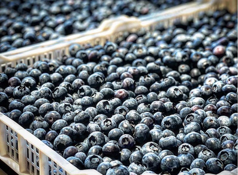 images/1701243395263blueberry sorting grading line.jpg